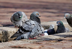 Pose de pièges, de filets ou de piques pour repousser les pigeons et réduire ainsi les désagréments causés leurs fientes.