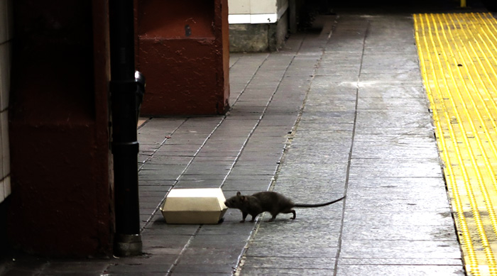 Prévention ou élimination des rongeurs tels que souris et les rats. Lutte contre les désagréments générés par les fouines.
